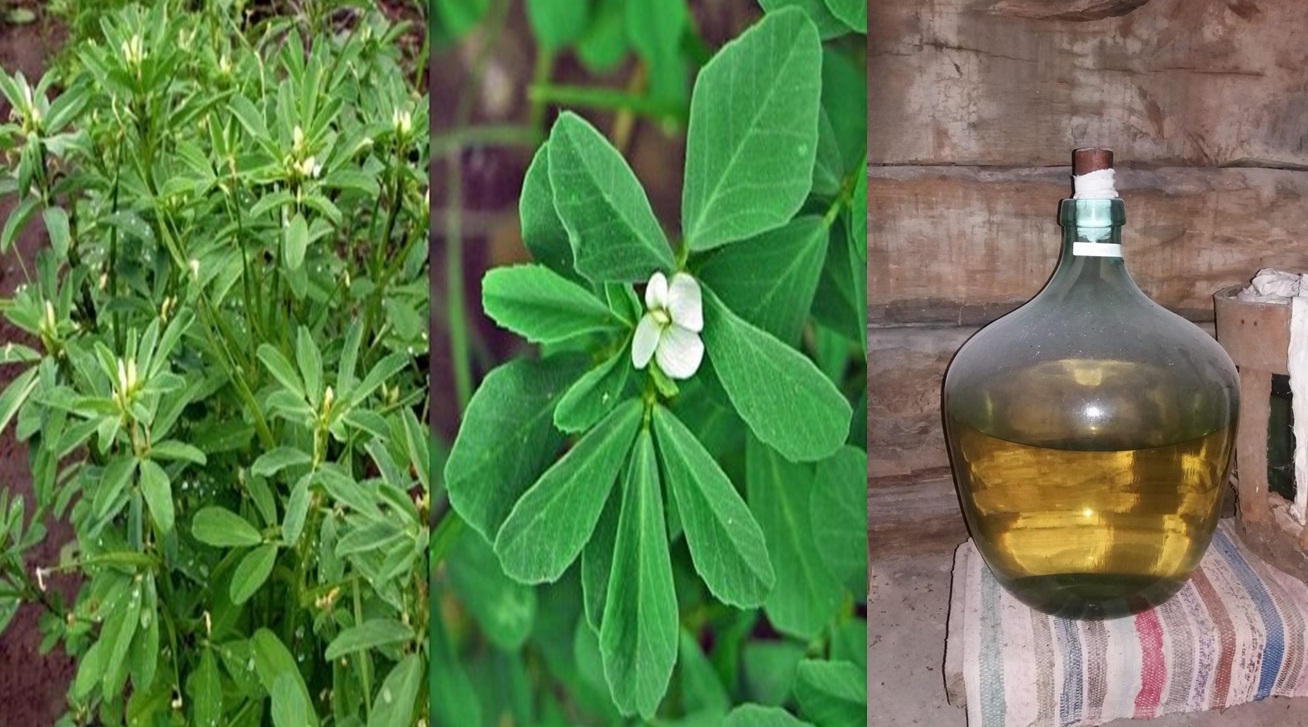 Tuica cu Schinduc, o bautura sanatoasa tinuta secret de calugarii de pe Ceahlau