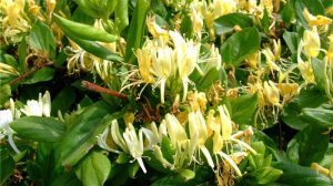 Palma Maicii Domnului, o floare binecuvântată, planta care are proprietati vindecatoare miraculoase