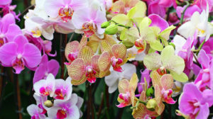 Cum alegem Orhideea potrivită?  Cum îngrijim Orhideea?