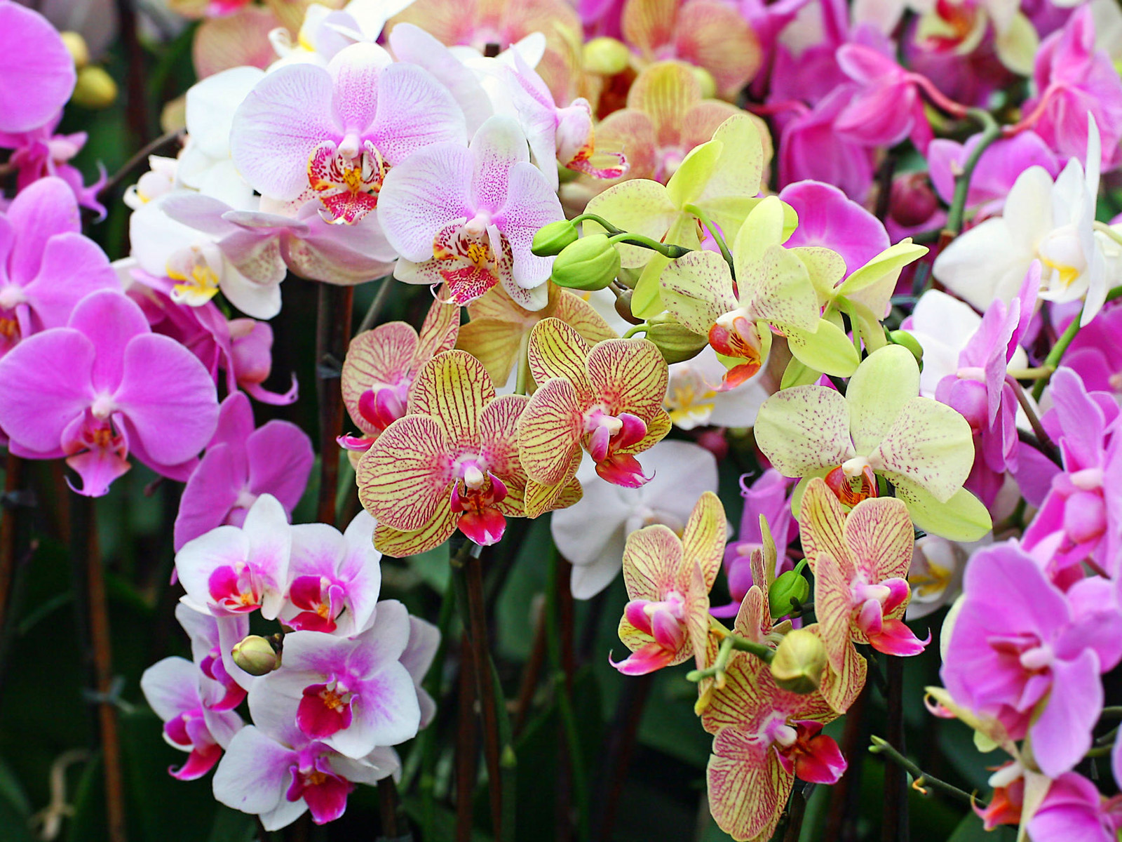 Cum alegem Orhideea potrivită?  Cum îngrijim Orhideea?