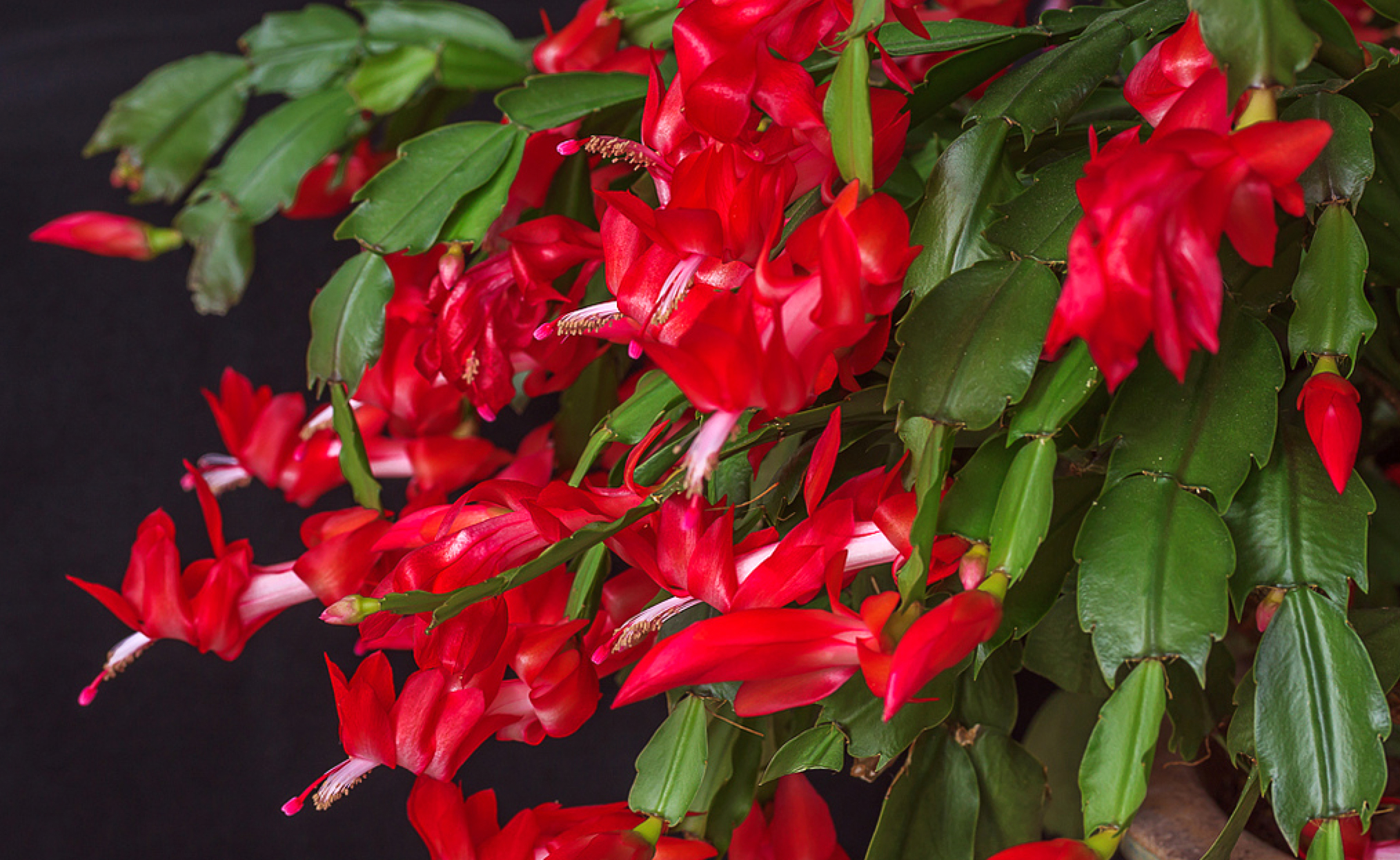 Cactusul de Crăciun, planta de apartament care se potrivește perfect cu frumusetea Sărbătorilor de iarnă