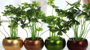 4 plante de apartament care aduc prosperitate si noroc, ideale pentru o casa noua