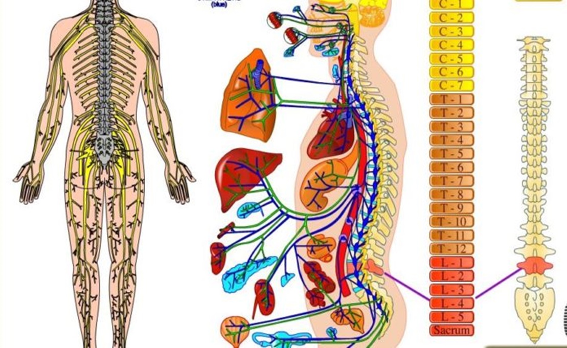 Legatura dintre coloana vertebrală și organele interne. Cauza durerilor și afecțiunilor!