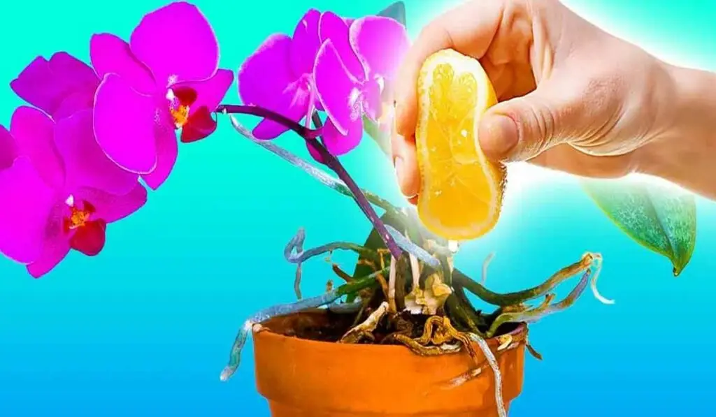 De ce orhideele trebuie udate cu suc de lamaie? 3 beneficii despre care nu stiai