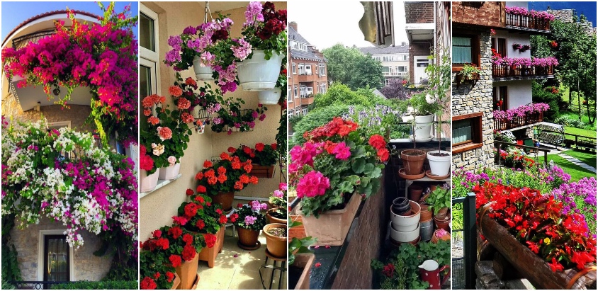 Flori pe balcon – Cum redecoram acest spatiu cu plante colorate, bogate