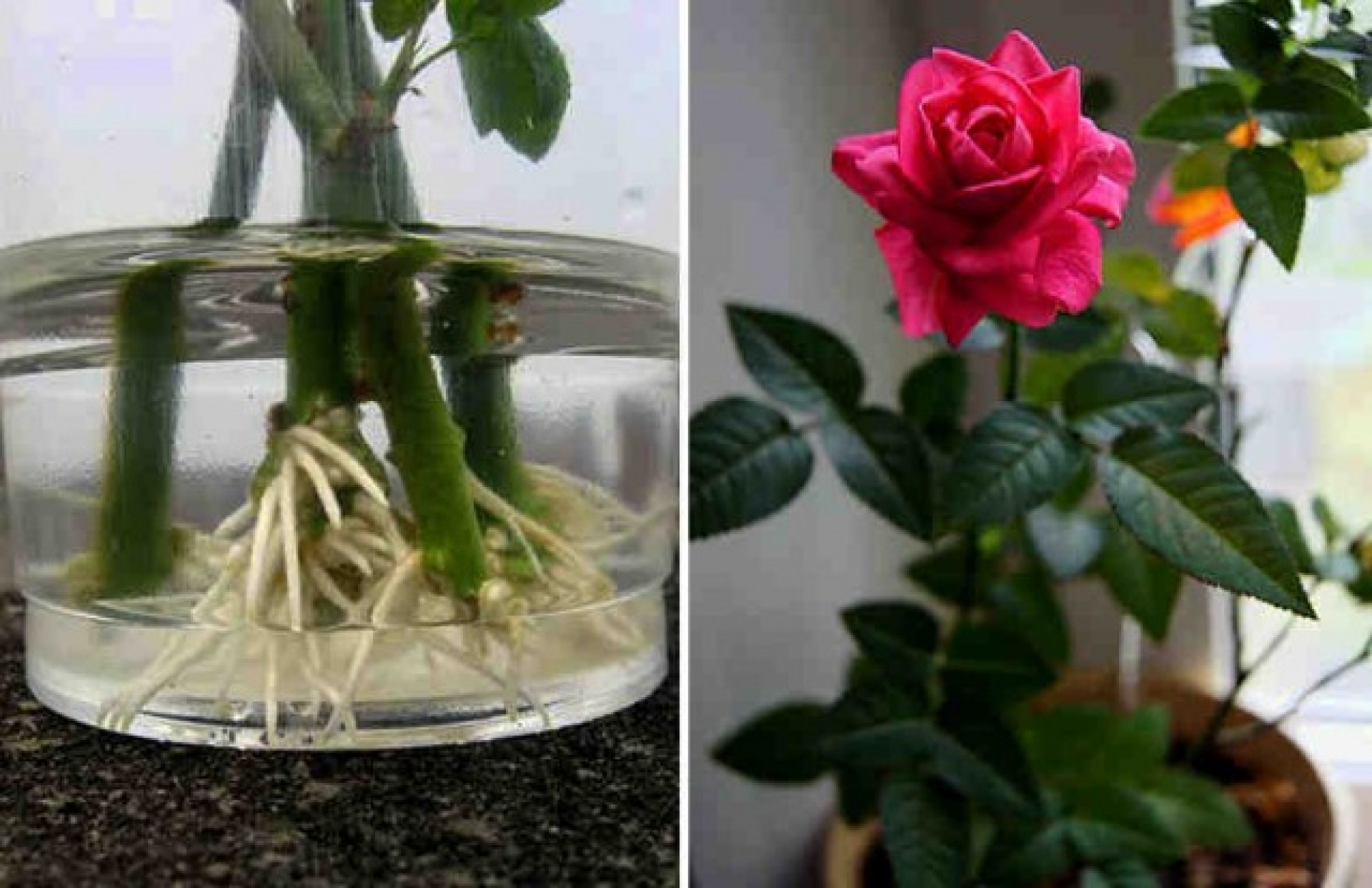 Cum poți face ca trandafirii din buchete sa prinde rădăcini în ghivece