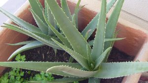 Aloe vera: cum să o cultivi chiar la tine acasă