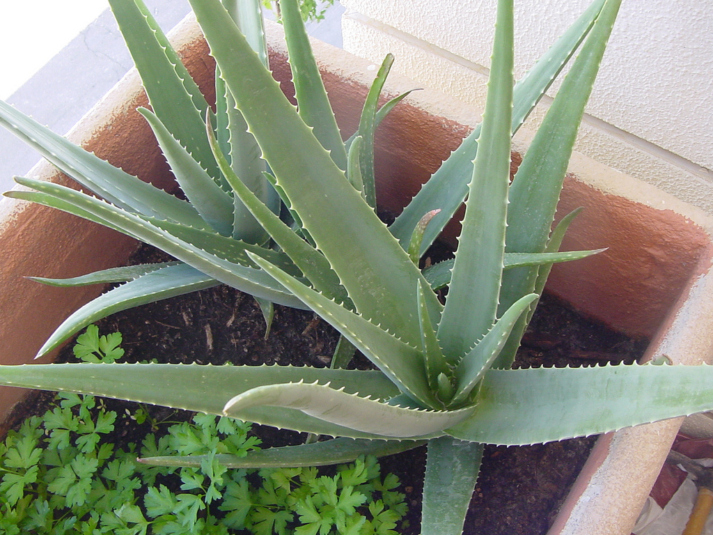 Aloe vera: cum să o cultivi chiar la tine acasă