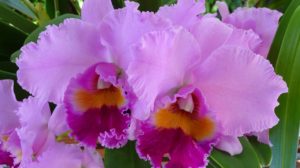 Cum se înmulțește orhideea: trei metode sigure