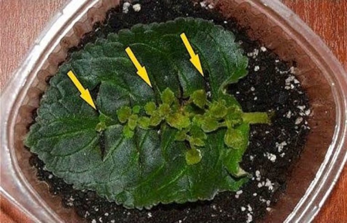 Iată cum poți obține mai multe plante Gloxinia dintr-o singură frunză