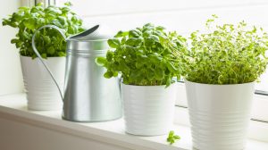 7 plante care aduc noroc si energie pozitivă în casă si in viata ta