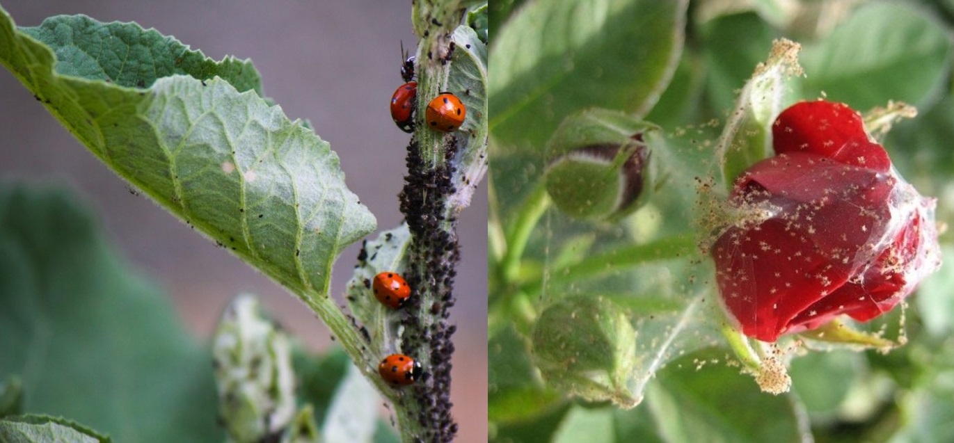 Afidele, păduchii plantelor. Iodul și laptele au alungat afidele de pe trandafirii mei! Tratamente eficiente, ușor de preparat si pentru pomii fructiferi