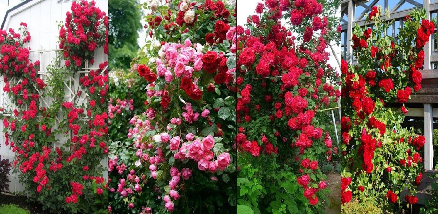 Trandafirii cataratori, una dintre cele mai frumoase specii de trandafiri. Trandafiri rosii, pasionali, absolut superbi, flori ce iti cuceresc privirea