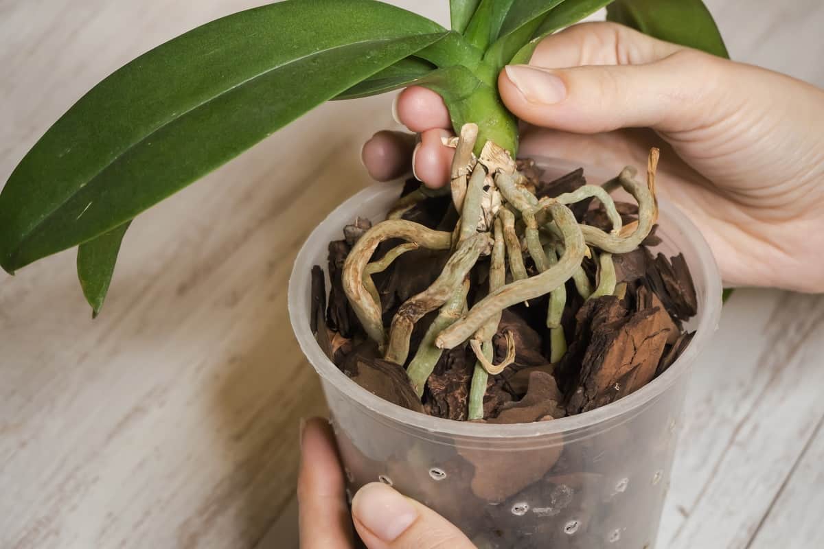 Știai că rădăcinile orhideei cresc în sus? Iată cum poți folosi acest lucru în avantajul tău