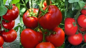 METODELE MASLOV pentru CULTIVAREA ROȘIILOR: Cum ajutați plantele să producă de 10 ori mai mult!