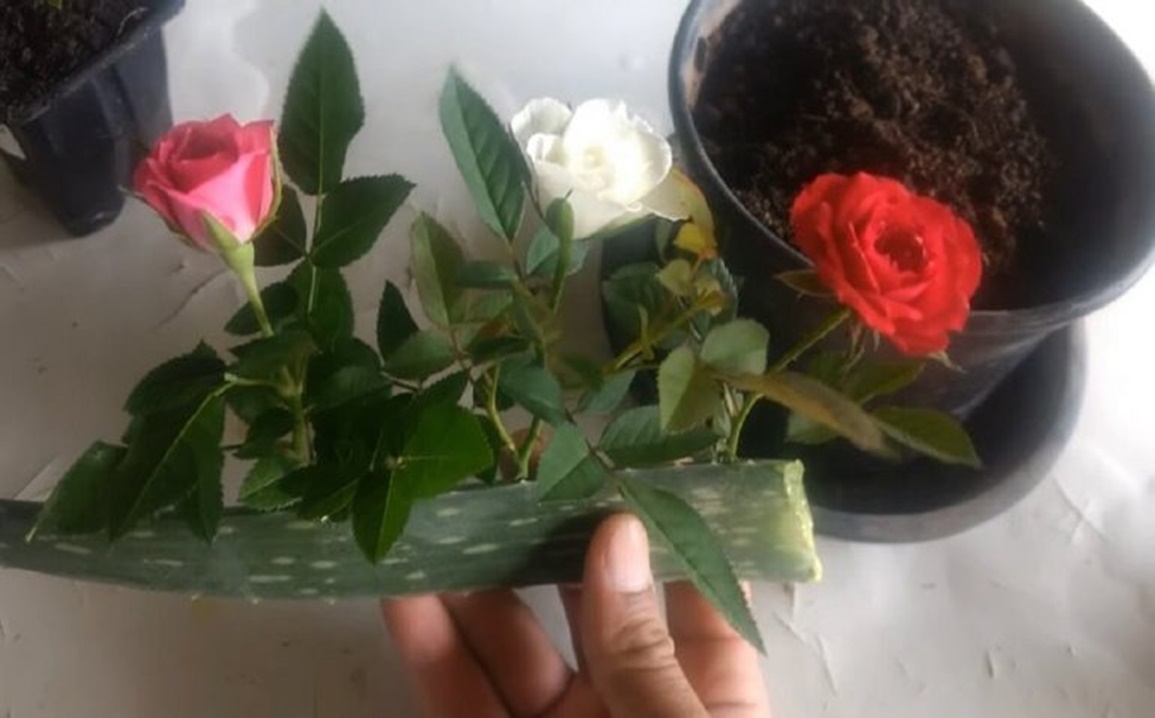 Înrădăcinarea trandafirilor – Metodă simplă de înrădăcinare a trandafirilor, foloinsd Aloe Vera