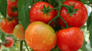 Metoda ”buchetului” – ideală pentru cultivarea roșiilor pe suprafețe mici