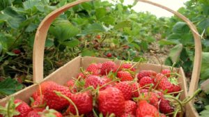 Înființarea unei culturi de căpșun: 5 reguli de bază pentru a obține un maxim de producție