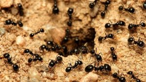 Cum scăpăm de furnici: 10 soluții care dau rezultate