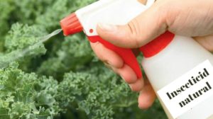 Pesticide naturale pentru gradina ta de legume