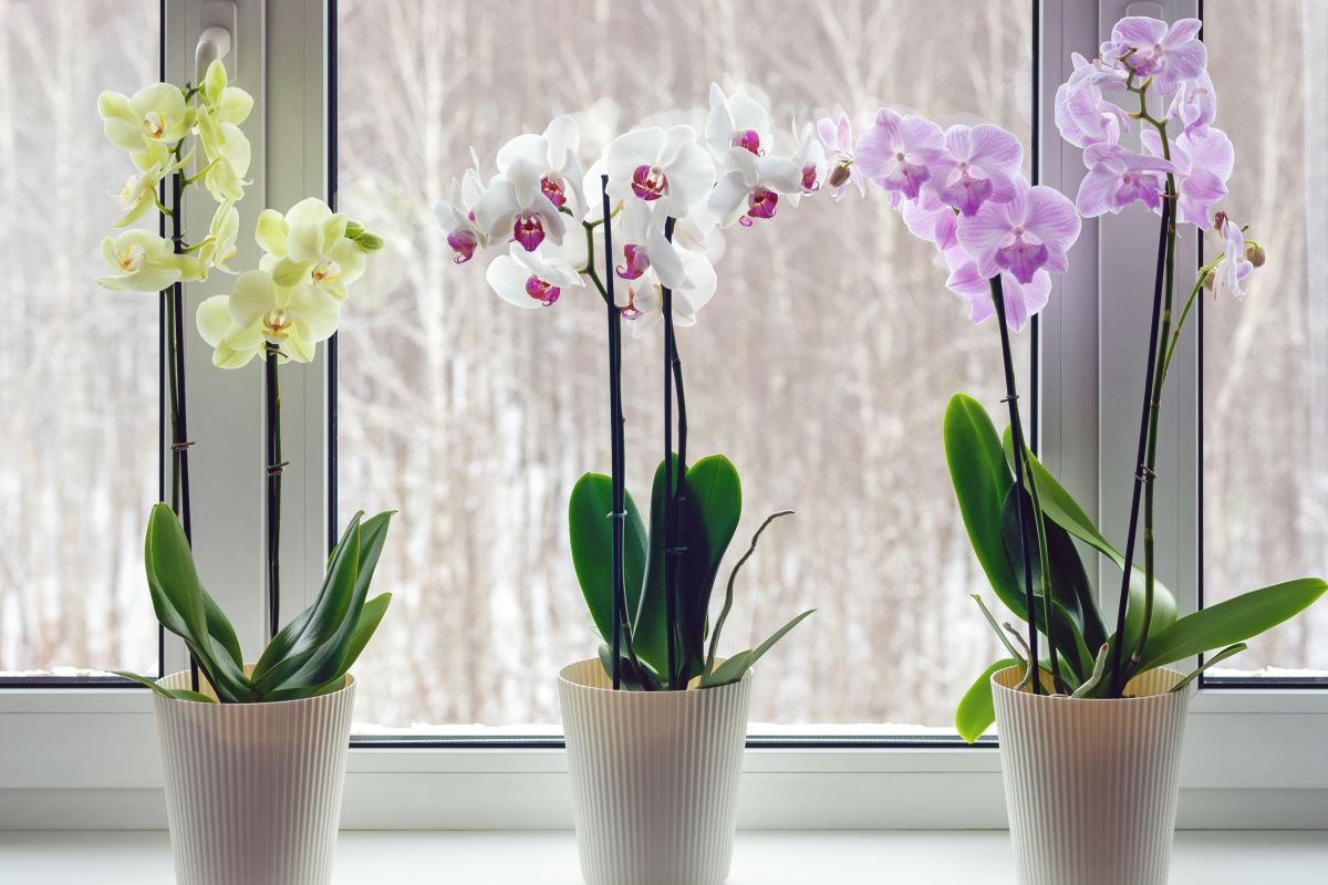 Orhideea, una din cele mai greu de îngrijit plante – Iată cum poți avea grijă de aceasta