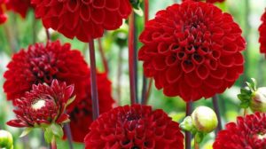 Dalia – Gherghina – O floare populară nepretenţioasă  – cultivare, sfaturi utile, înmulţire