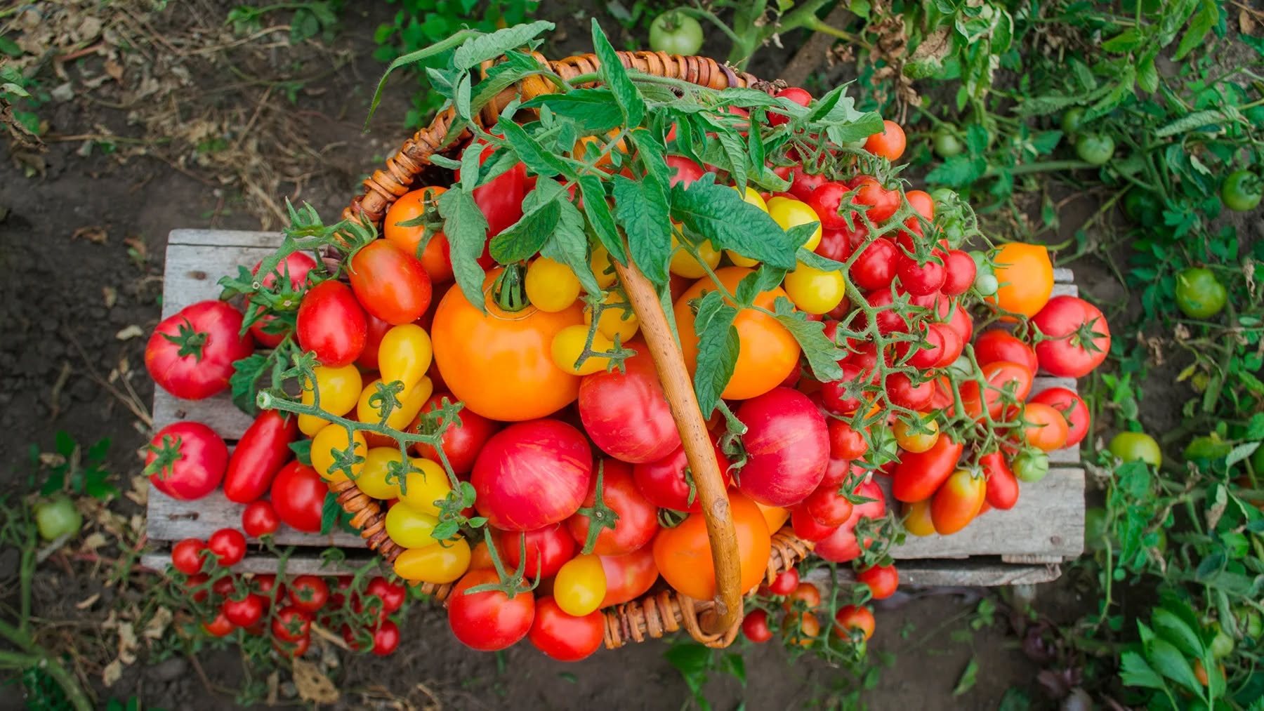 Metoda ”buchetului” – ideală pentru cultivarea roșiilor pe suprafețe mici Metoda ”buchetului” – ideală pentru cultivarea roșiilor pe suprafețe mici
