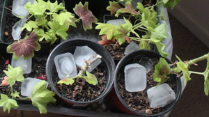 Trucul cu gheață care îți salvează plantele