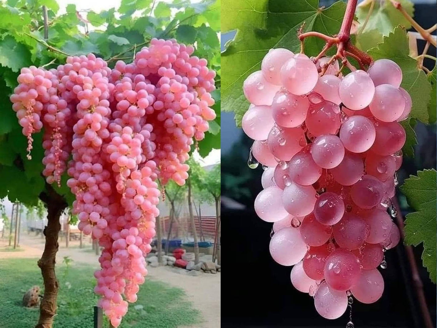 Cum să faci o detoxifiere de toamnă eficienta folosind strugurii!