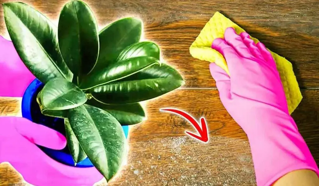 3 plante de apartament care elimina praful si va ajuta sa va mentineti casa curata