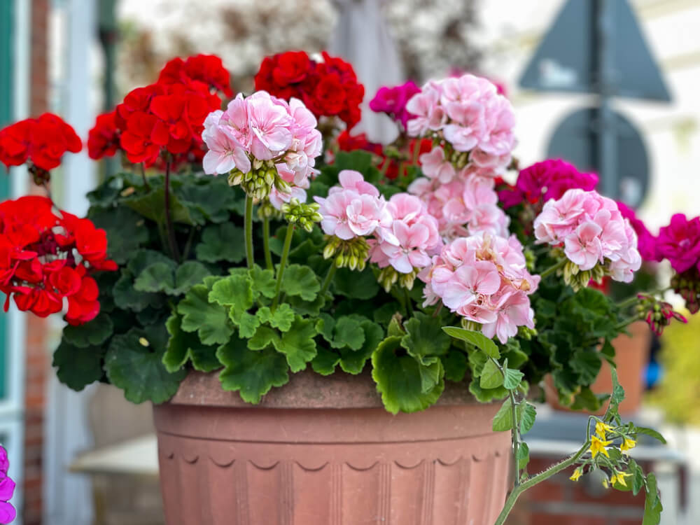 Elixirul plantelor. Poate face minuni chiar si cu plantele fragile si bolnave