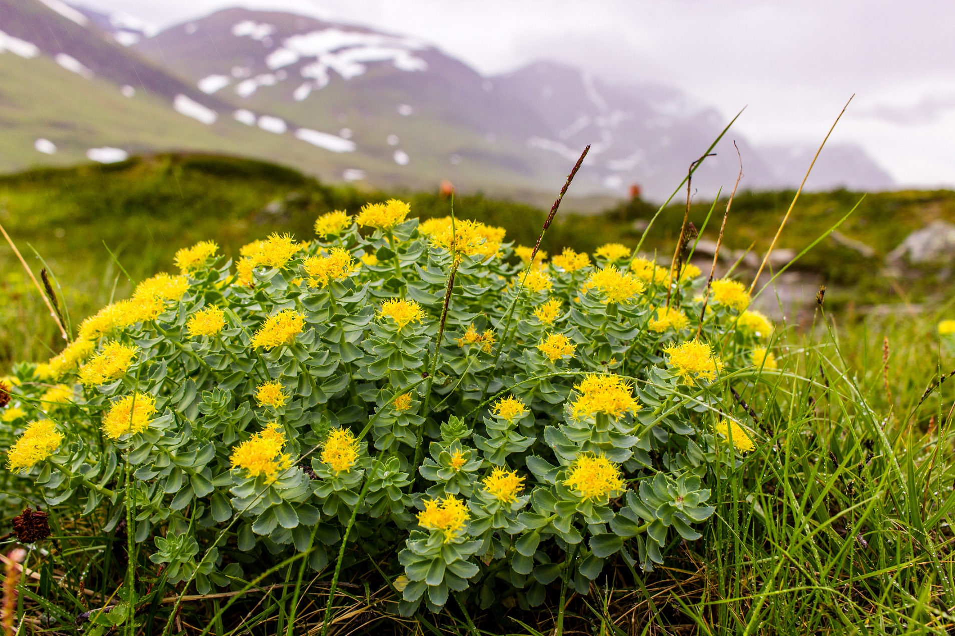 Rădăcina de aur pentru longevitate! Rădăcina de rhodiola are un parfum asemănător celui de trandafiri și era folosită în medicina tradițională pentru tratarea stresului, isteriilor și durerilor de cap