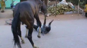 Un bărbat din Botoșani care își bătea calul a ajuns la Urgenţe, după ce animalul l-a călcat pur și simplu în picioare, provocându-i răni groaznice
