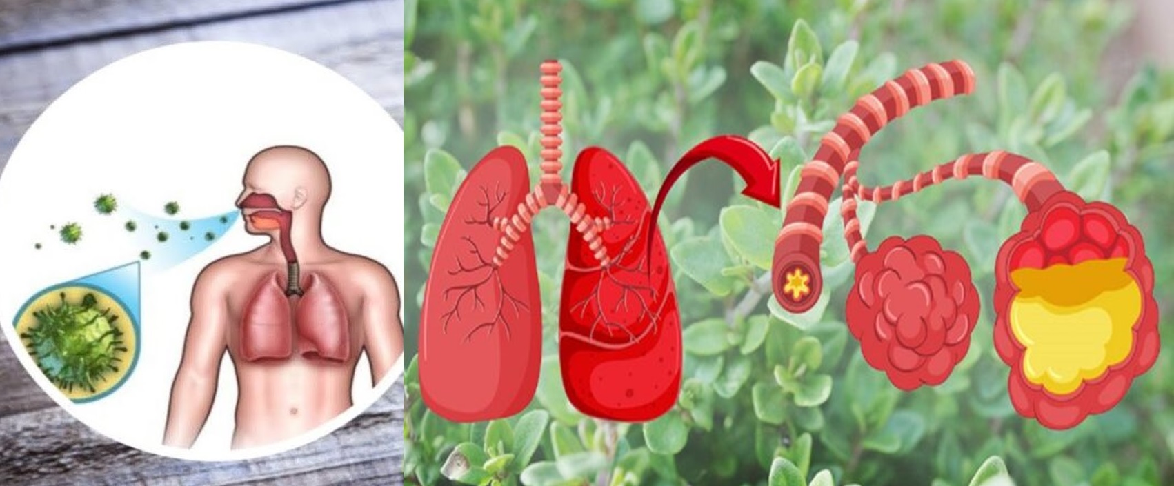 10 Plante puternice care elimină mucusul din plămâni și te ajută să respiri mai ușor