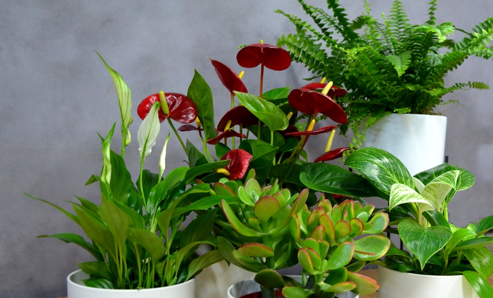 Atrage energiile pozitive și bunastarea în casa ta cu aceste plante minunate – purificarea naturală a aerului
