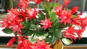Craciunita cactus, cum se ingrijesti Craciunelul ca sa aiba cat mai multe flori