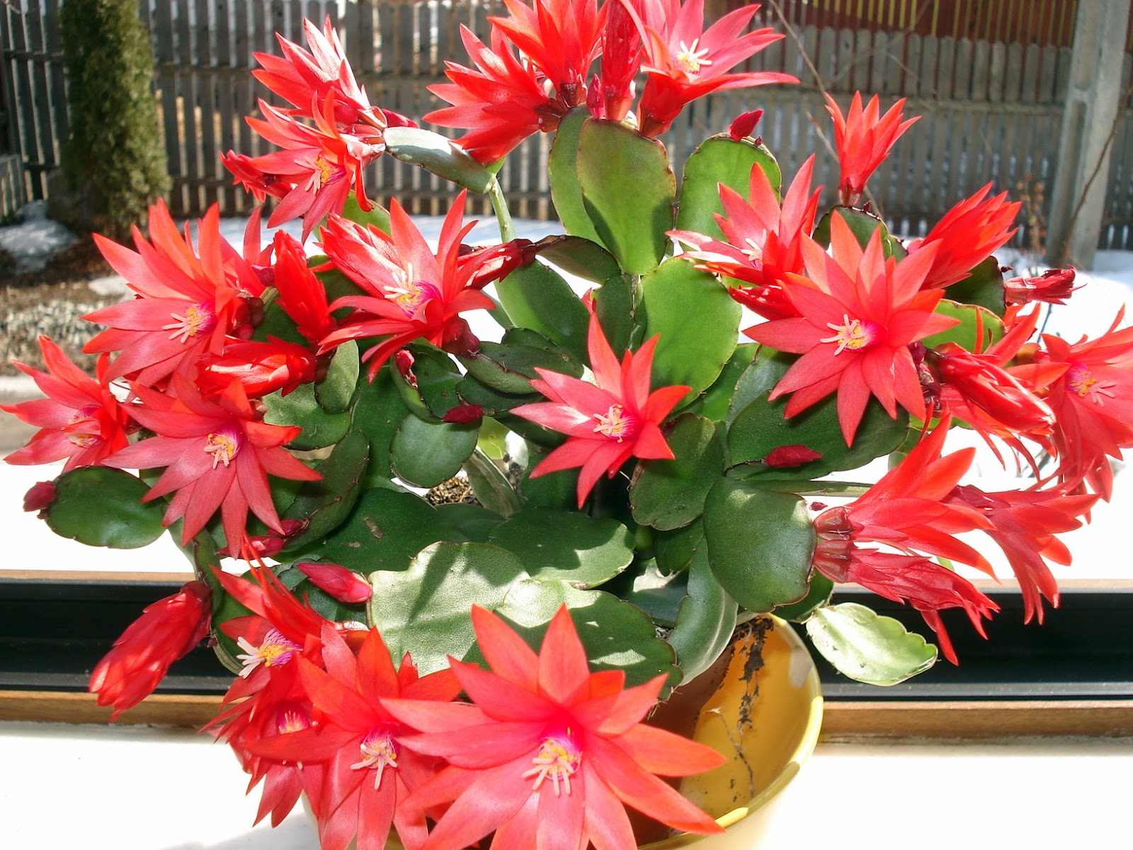 Craciunita cactus, cum se ingrijesti Craciunelul ca sa aiba cat mai multe flori