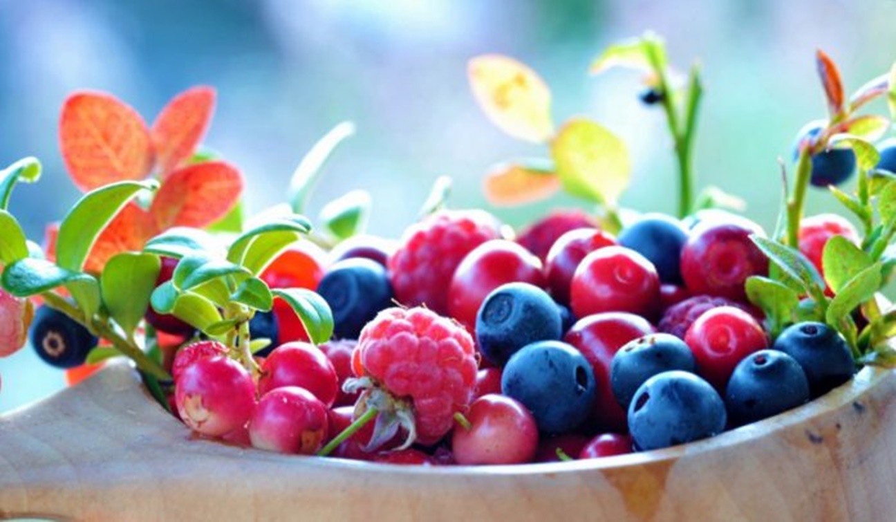 Fructele de padure sunt un bun aliat in lupta impotriva cancerului, sunt anti-diabetice, au beneficii mari pentru inima si pentru tractul urinar