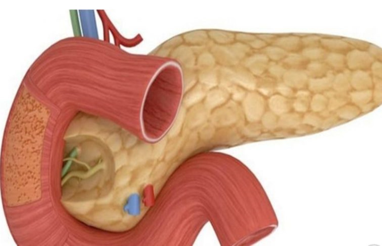 8 Semne care arată că pancreasul tău este bolnav – Nu le ignora!