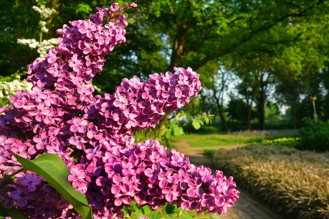 Legenda liliacului – floarea cu miros de rai