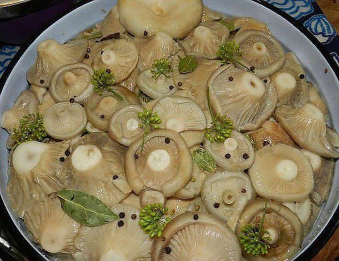 Ciupercuțe murate la borcan – metoda rece, metoda fierbinte. Rețete ușoare și gustoase pentru sezonul rece