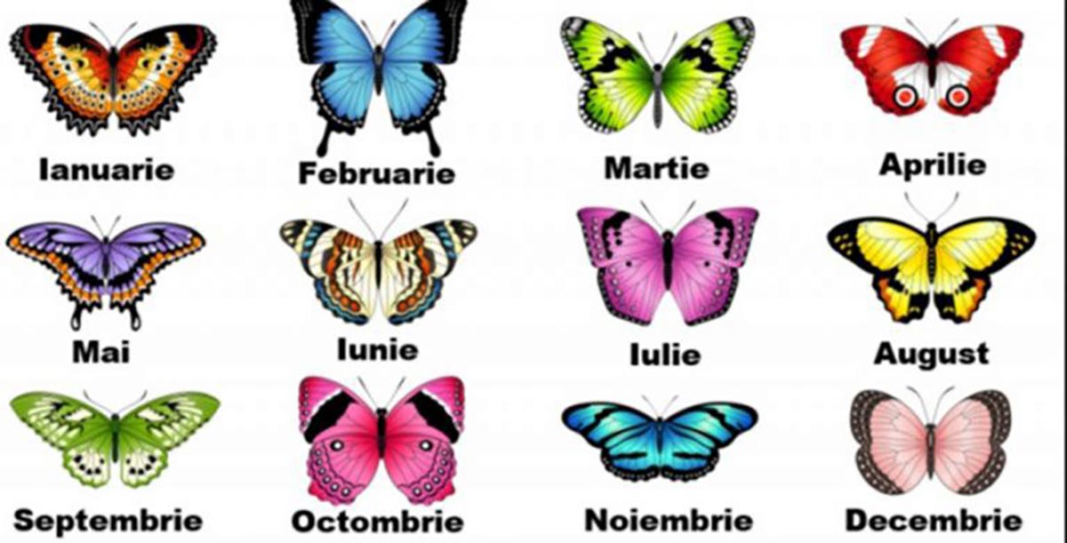 Alege fluturele ce corespunde lunii în care te-ai născut. Vezi ce spune el despre personalitatea ta si despre zborul tau prin viata