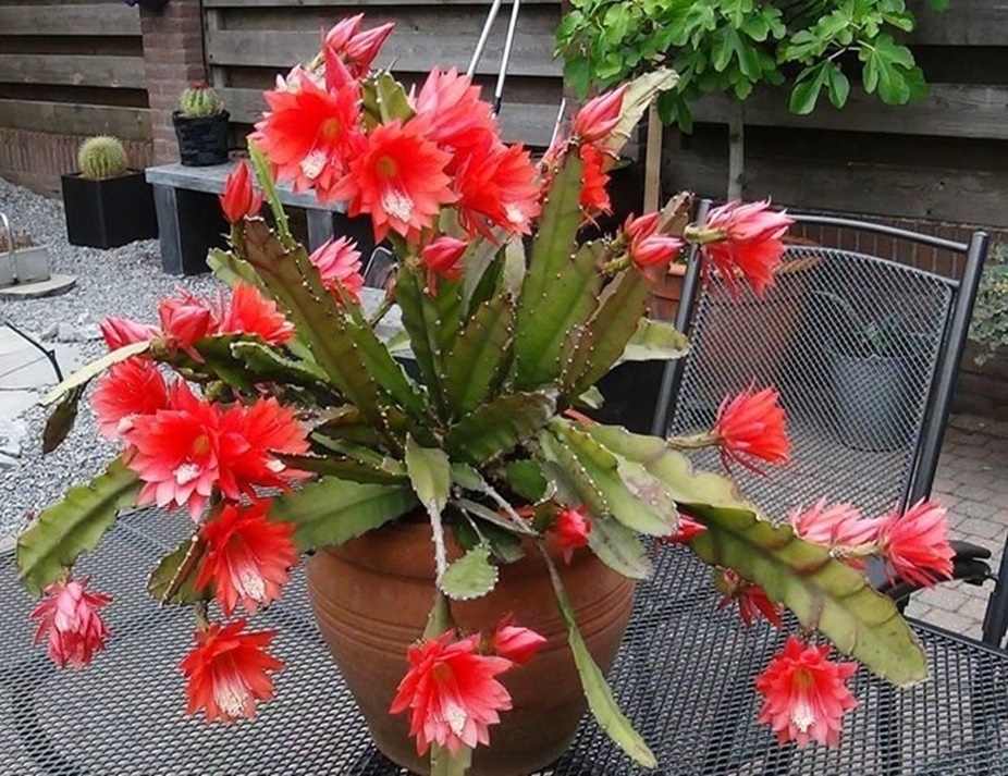 Cum se îngrijește cactusul-orhidee – Sfaturi de la experți