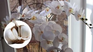 Usturoiul, un elixir pentru orhidee – într-o lună, vei avea o mulțime de flori frumoase