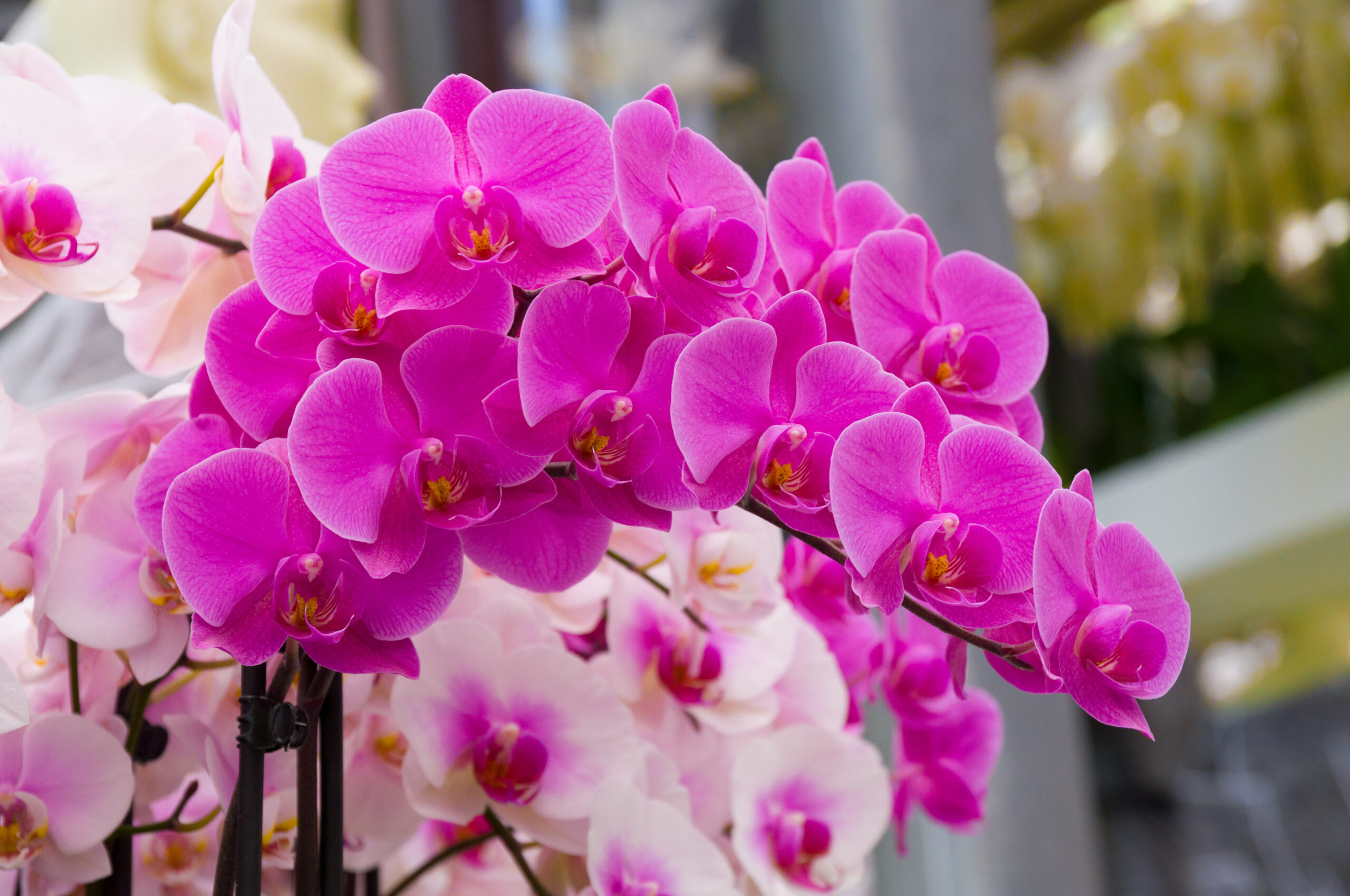 10 sfaturi simple si practice pentru a face ca orhideele sa infloreasca acasa