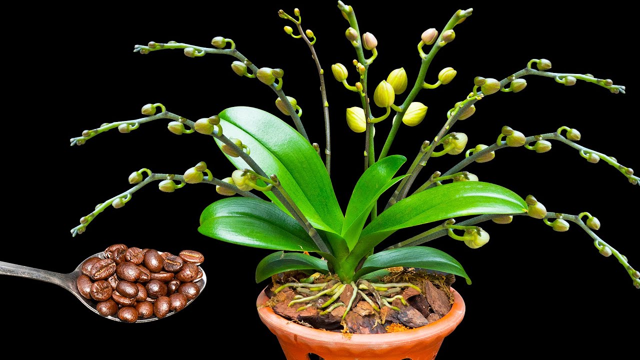 Cafeaua și Orhideele: Cultivarea florilor și stimularea infloririi, puterea cafelei pentru a sprijini creșterea și vitalitatea lor
