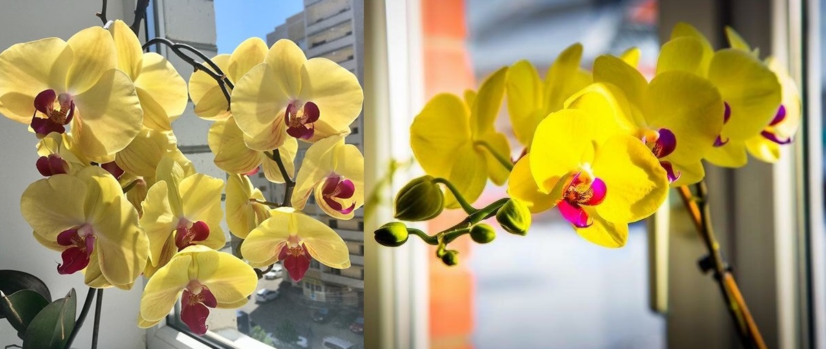 De ce ar trebui sa ai o orhidee galbena acasa?