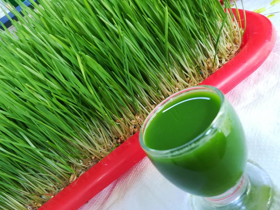 “Sângele verde”, elixirul din iarbă de grâu care iți reface sănătatea