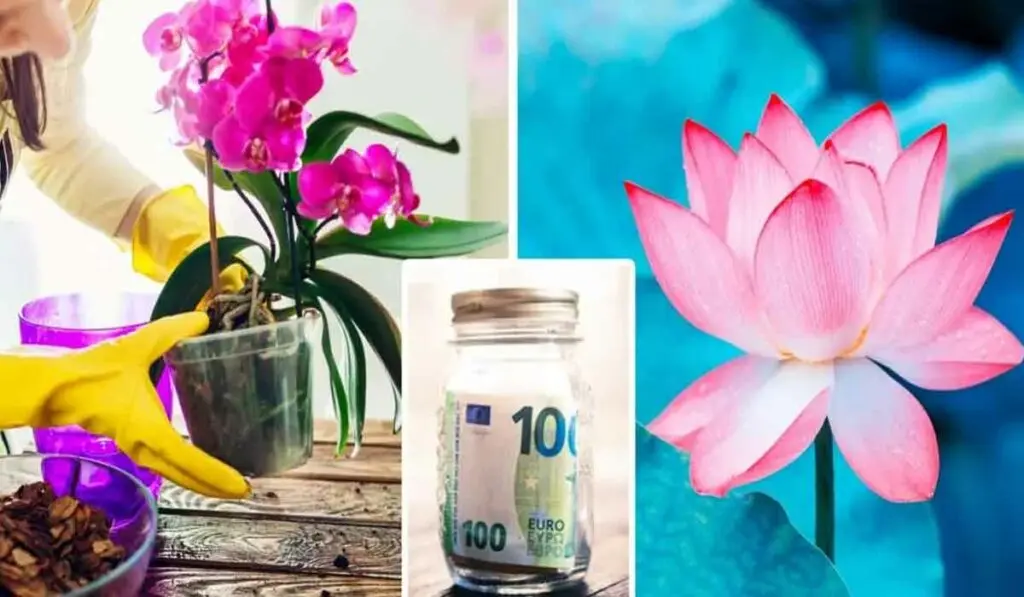 8 flori care atrag noroc si prosperitate in casa si in viata