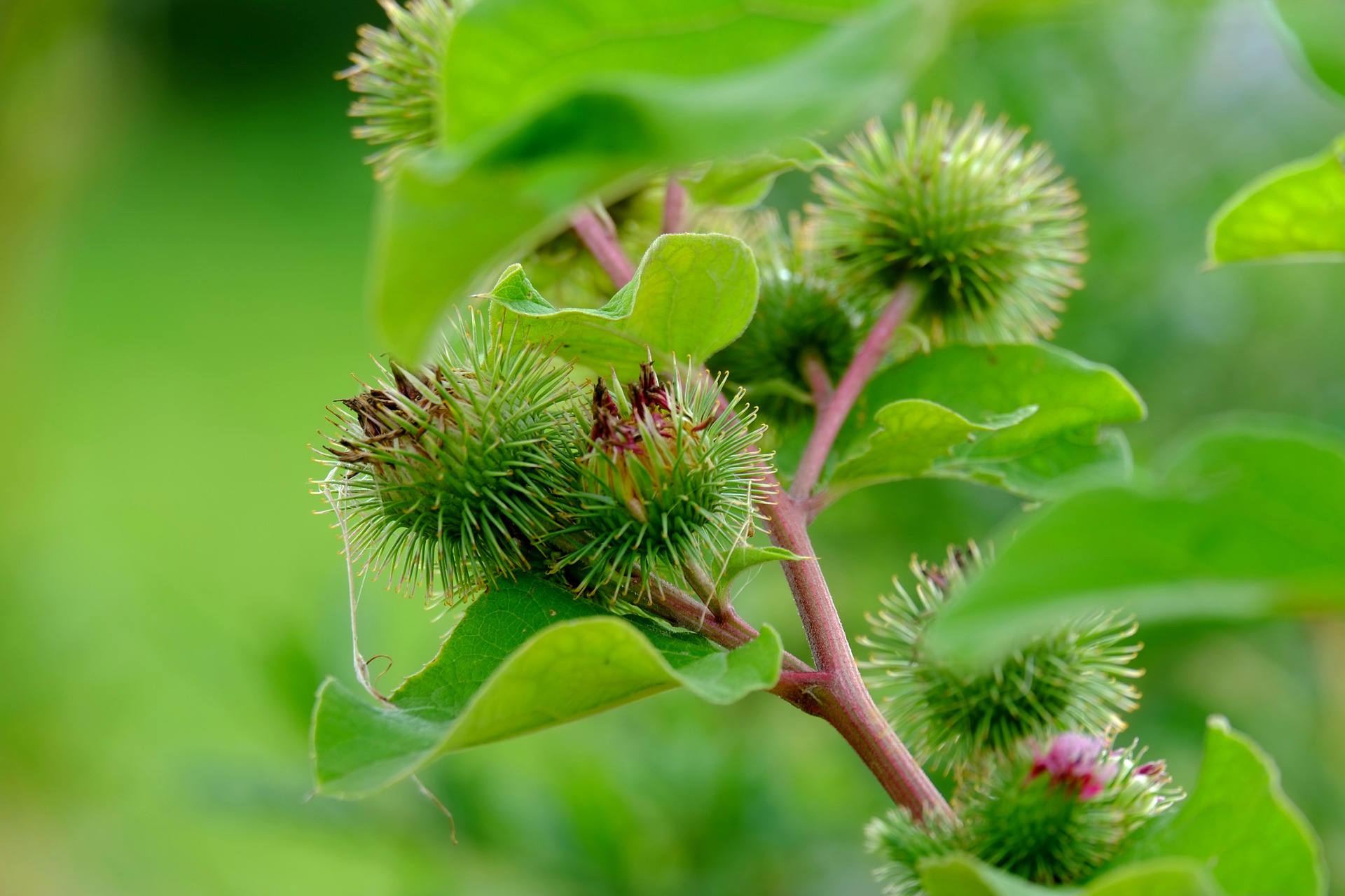 Efectele miraculoase ale brusturelui pentru piele si par. Are puterea de a de vindeca total spondiloza cervicala. Cel mai puternic detoxifiant si eficient in tratarea diabetului si a cancerului